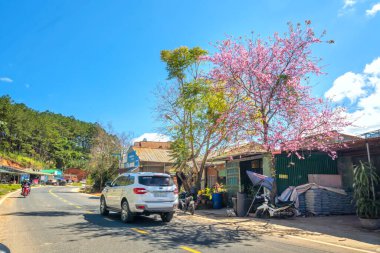 Da Lat, Vietnam - 21 Ocak 2022: Kiraz çiçekli kır yolu trafiği Vietnam 'ın Da Lat platosunda huzurlu bir hayat resmiyle birleşti