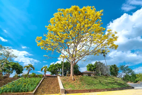 Árbol Amarillo Poinciana Florece Brillantemente Colina Cerca Del Templo Meseta — Foto de Stock