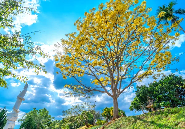 黄色のポインチアナの木は 春の天候でベトナムのダラット高原の寺院の近くの丘の上に見事に咲きます 100年以上の寿命を持つブラジル原産の貴重な木です — ストック写真