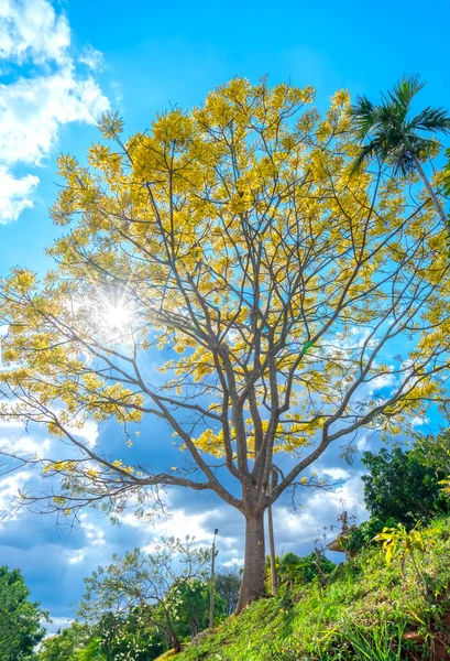 春天里 在越南达拉特高原靠近寺庙的山上 黄松盛开 这是一种珍贵的树 原产于巴西 寿命超过100年 — 图库照片