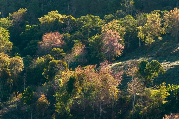 Bir bahar sabahı, Da Lat, Vietnam 'ın eteklerindeki dağlık arazide kiraz kayısı ağaçları parlak bir şekilde çiçek açar.