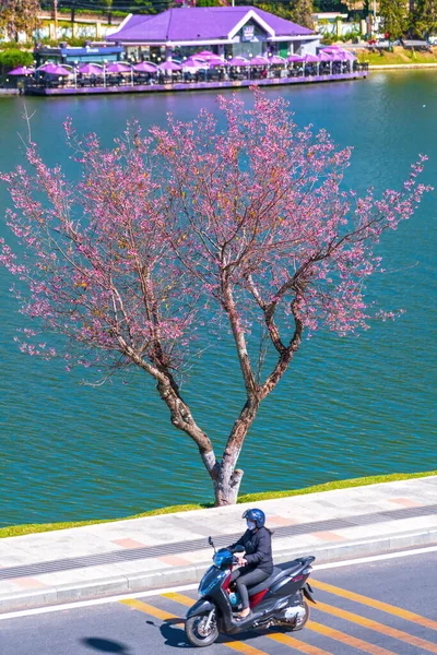 Cerezos Florecen Largo Del Lago Soleada Tarde Primavera Lat Vietnam — Foto de Stock