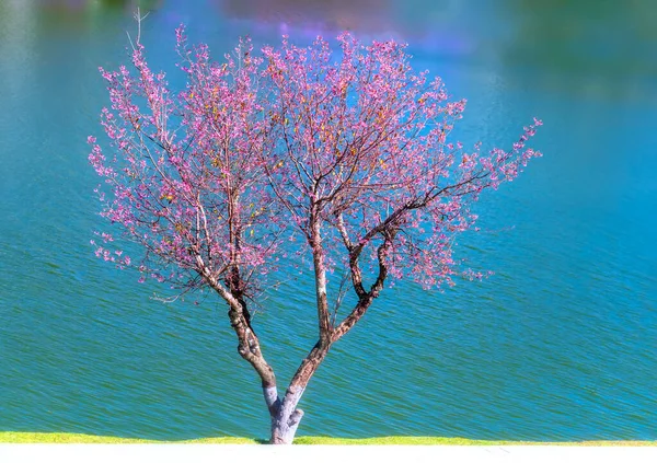 Cerezos Florecen Largo Del Lago Soleada Tarde Primavera Lat Vietnam — Foto de Stock