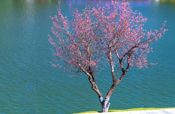 Körsbärsträd Blommar Längs Sjön Den Soliga Våreftermiddagen Lat Vietnam — Stockfoto