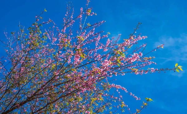 Κλαδί Βερίκοκου Ανθίζει Υπέροχα Ένα Ανοιξιάτικο Πρωινό Φόντο Τον Γαλάζιο — Φωτογραφία Αρχείου