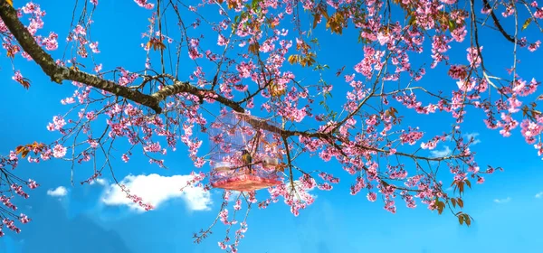 Körsbär Aprikos Gren Blommar Briljant Vår Morgon Med Blå Himmel — Stockfoto