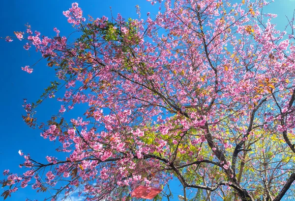 春の朝 青空を背景に 桜のアプリコットの枝が見事に咲きます — ストック写真