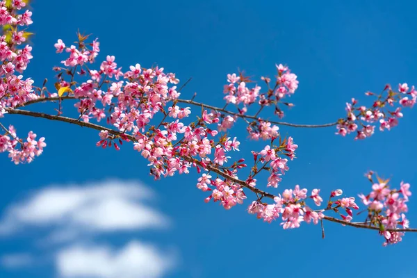 Branche Abricot Cerise Fleurit Brillamment Matin Printemps Avec Fond Bleu — Photo