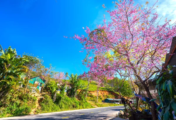 Da Lat, Vietnam - 21 Ocak 2022: Kiraz çiçekli kır yolu trafiği Vietnam 'ın Da Lat platosunda huzurlu bir hayat resmiyle birleşti