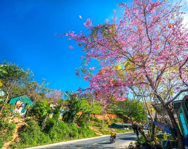 Da Lat, Vietnam - 21 Ocak 2022: Kiraz çiçekli kır yolu trafiği Vietnam 'ın Da Lat platosunda huzurlu bir hayat resmiyle birleşti