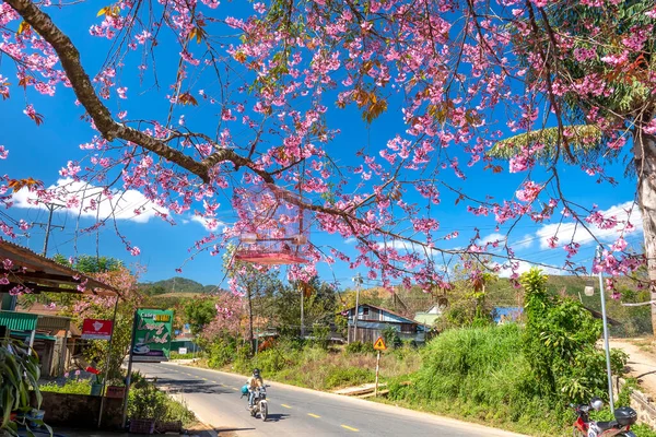 Lat Vietnam Január 2022 Forgalom Vidéki Úton Egy Előtér Cseresznyevirág — Stock Fotó