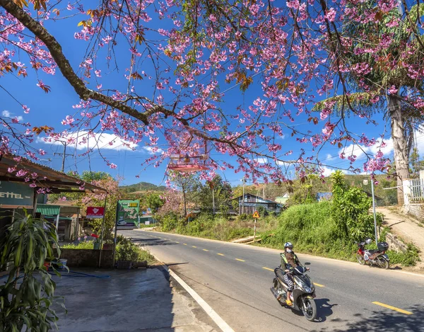 Lat Vietnam January 21Th 2022 Traffic Country Road Foreground Cherry — Stock Photo, Image