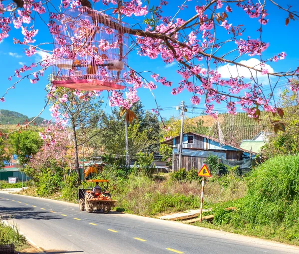 ベトナム ダラット 2022年1月21日 桜の前景を持つ田舎道の交通は ベトナムの農村部のダラット高原の平和な生活の写真に合流する — ストック写真