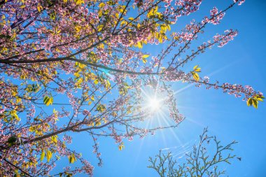 Güzel bir bahar sabahında kiraz ağaçları arasından güneş ışınları çiçek açan kayısı ağaçları. 