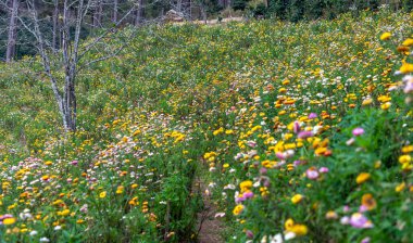 Xerochrysum braketatum çiçek tarlaları güneşli bir yaz sabahında bir yamaçta parlak bir şekilde çiçek açar..