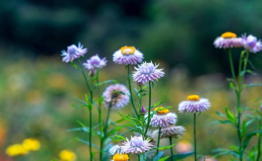 Xerochrysum braketatum çiçek tarlaları güneşli bir yaz sabahında bir yamaçta parlak bir şekilde çiçek açar..