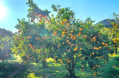 Vietnam 'ın Da Lat dağlarında bahar sabahı hasat edilmeyi bekleyen olgun mandalina bahçeleri. Meyve, insanlara pozitif enerji sağlamak için birçok besin sağlar.