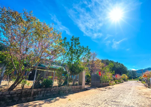 Da Lat, Vietnam - 21 Ocak 2022: Güneşli bir bahar sabahı Da Lat, Vietnam 'ın huzurlu dağlarında yol kenarındaki küçük bir evin önünde açan kiraz kayısı ağaçları