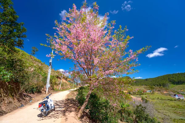 Lat Wietnam Stycznia 2022 Motocykl Podróżnika Obok Drzewa Wiśni Kwitnącego — Zdjęcie stockowe