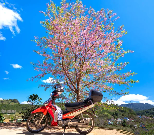 Lat Βιετνάμ Ιανουαρίου 2022 Μοτοσικλέτα Του Ταξιδιώτη Δίπλα Μια Ανθισμένη — Φωτογραφία Αρχείου
