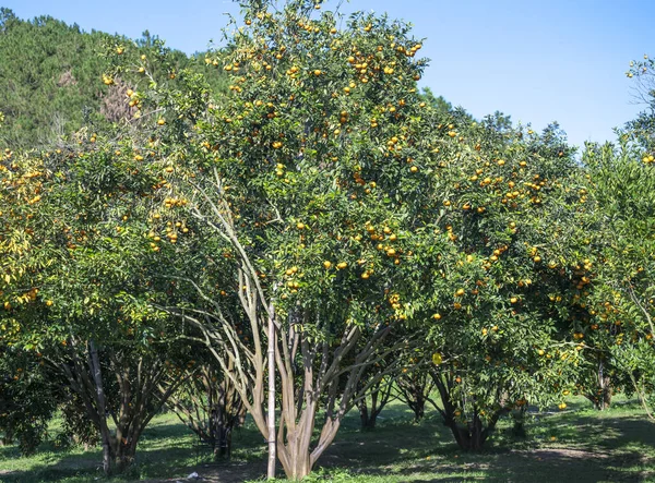 Сад Спелых Мандариновых Апельсинов Ожидающих Сбора Весной Утром Высокогорье Лат — стоковое фото