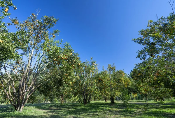 Garden Ripe Mandarin Oranges Waiting Harvested Spring Morning Highlands Lat — стоковое фото