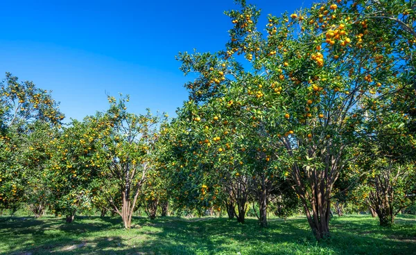 Jardín Naranjas Mandarinas Maduras Esperando Ser Cosechadas Mañana Primavera Las — Foto de Stock