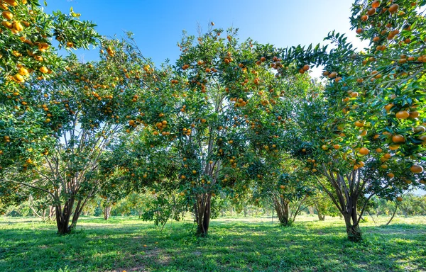 Garden Ripe Mandarin Oranges Waiting Harvested Spring Morning Highlands Lat — стоковое фото