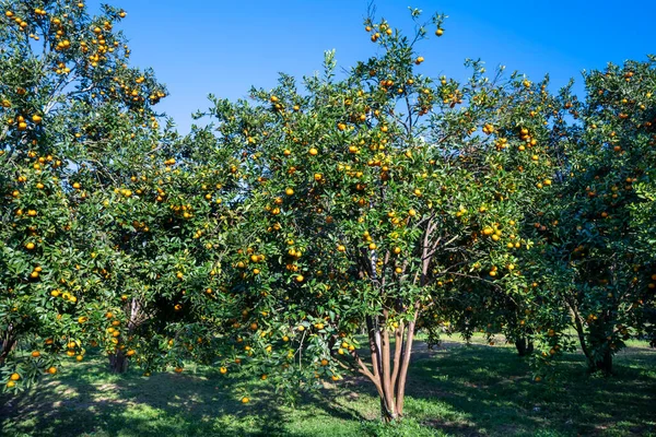 Garden Ripe Mandarin Oranges Waiting Harvested Spring Morning Highlands Lat — стоковое фото