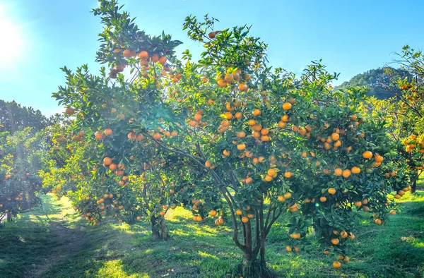 Κήπος Ώριμα Πορτοκάλια Μανταρινιού Που Περιμένουν Συλλεχθούν Ανοιξιάτικο Πρωινό Στα — Φωτογραφία Αρχείου