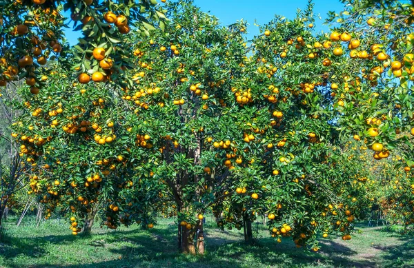 Garden Ripe Mandarin Oranges Waiting Harvested Spring Morning Highlands Lat — стоковое фото