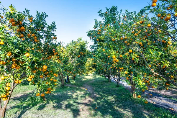 Jardín Naranjas Mandarinas Maduras Esperando Ser Cosechadas Mañana Primavera Las — Foto de Stock