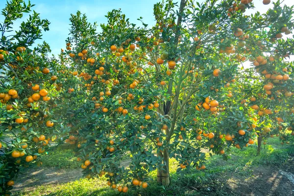 Jardim Laranjas Tangerina Maduras Esperando Para Serem Colhidas Manhã Primavera — Fotografia de Stock