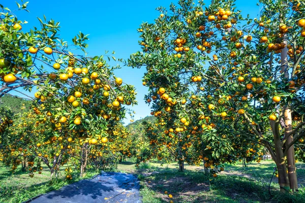 Vietnam 'ın Da Lat dağlarında bahar sabahı hasat edilmeyi bekleyen olgun mandalina bahçeleri. Meyve, insanlara pozitif enerji sağlamak için birçok besin sağlar.