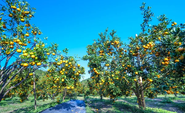 Vietnam 'ın Da Lat dağlarında bahar sabahı hasat edilmeyi bekleyen olgun mandalina bahçeleri. Meyve, insanlara pozitif enerji sağlamak için birçok besin sağlar.