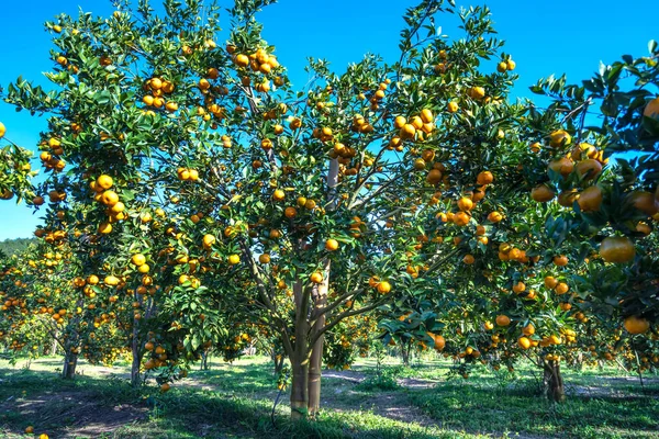 Vietnam 'ın Da Lat dağlarında bahar sabahı hasat edilmeyi bekleyen olgun mandalina bahçeleri. Meyve, insanlara pozitif enerji sağlamak için birçok besin sağlar.