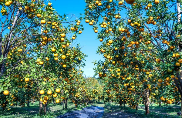 Vietnam 'ın Da Lat dağlarında bahar sabahı hasat edilmeyi bekleyen olgun mandalina bahçeleri. Meyve, insanlara pozitif enerji sağlamak için birçok besin sağlar.