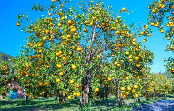 Giardino Arance Mandarine Mature Attesa Essere Raccolte Nella Mattina Primavera — Foto Stock