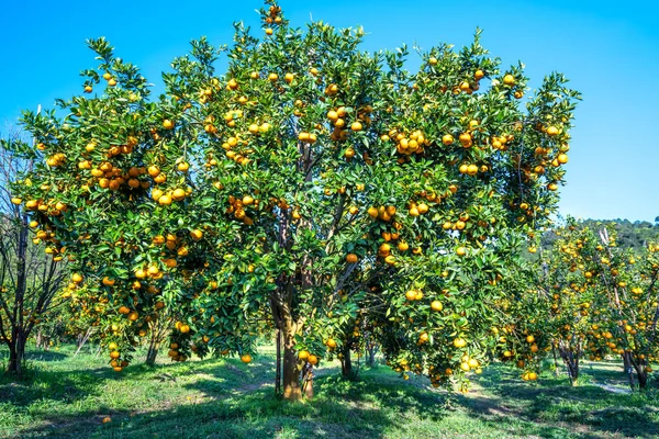 Jardín Naranjas Mandarinas Maduras Esperando Ser Cosechadas Mañana Primavera Las — Foto de Stock