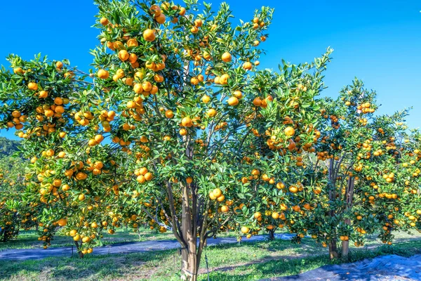 Κήπος Ώριμα Πορτοκάλια Μανταρινιού Που Περιμένουν Συλλεχθούν Ανοιξιάτικο Πρωινό Στα — Φωτογραφία Αρχείου