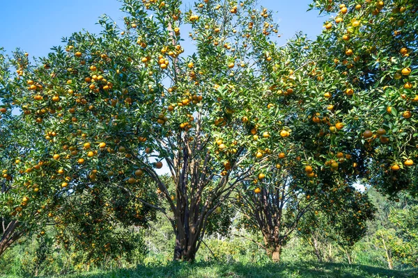 Vietnam 'ın Da Lat dağlarında bahar sabahı hasat edilmeyi bekleyen olgun mandalina bahçeleri. Meyve, insanlara pozitif enerji sağlamak için birçok besin sağlar.
