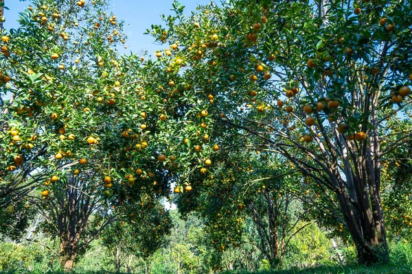 Garden Ripe Mandarin Oranges Waiting Harvested Spring Morning Highlands Lat — Stock Photo, Image