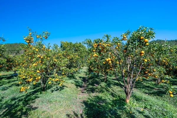 Vietnam 'ın Da Lat dağlarında bahar sabahı hasat edilmeyi bekleyen olgun mandalina bahçeleri. Meyve, insanlara pozitif enerji sağlamak için birçok besin sağlar.