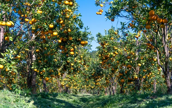 Vietnam 'ın Da Lat dağlarında bahar sabahı hasat edilmeyi bekleyen olgun mandalina bahçeleri. Meyve, insanlara pozitif enerji sağlamak için birçok besin sağlar.