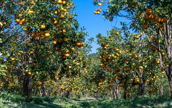 Vietnam 'ın Da Lat dağlarında bahar sabahı hasat edilmeyi bekleyen olgun mandalina bahçeleri. Meyve, insanlara pozitif enerji sağlamak için birçok besin sağlar.