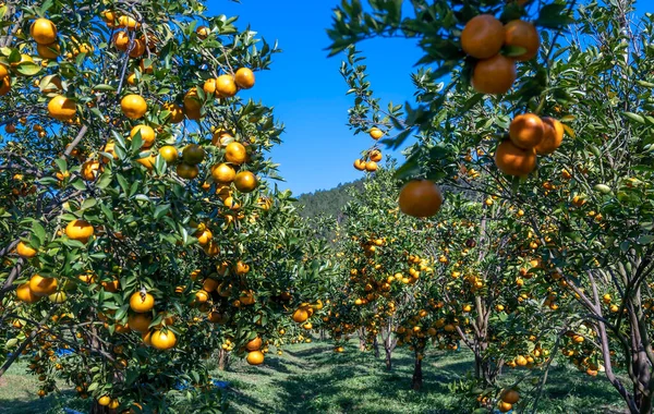 Κήπος Ώριμα Πορτοκάλια Μανταρινιού Που Περιμένουν Συλλεχθούν Ανοιξιάτικο Πρωινό Στα — Φωτογραφία Αρχείου