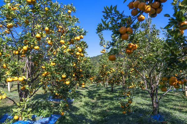Vietnam 'ın Da Lat dağlarında bahar sabahı hasat edilmeyi bekleyen olgun mandalina bahçeleri. Meyve, insanlara pozitif enerji sağlamak için birçok besin sağlar.