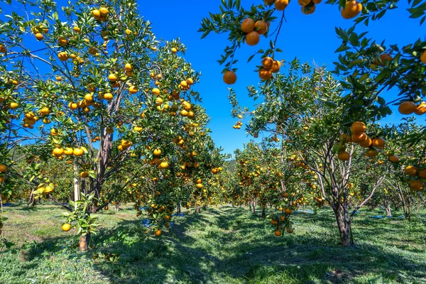 Vietnam 'ın Da Lat dağlarında bahar sabahı hasat edilmeyi bekleyen olgun mandalina bahçeleri. Meyve, insanlara pozitif enerji sağlamak için birçok besin sağlar.