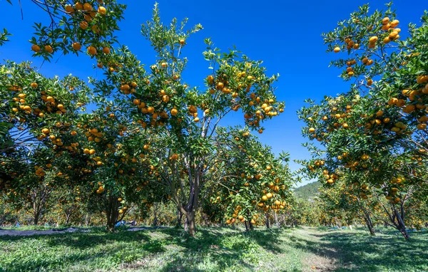 Vietnam 'ın Da Lat dağlarında bahar sabahı hasat edilmeyi bekleyen olgun mandalina bahçeleri. Meyve, insanlara pozitif enerji sağlamak için birçok besin sağlar.