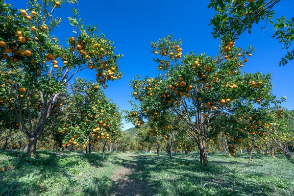 Vietnam 'ın Da Lat dağlarında bahar sabahı hasat edilmeyi bekleyen olgun mandalina bahçeleri. Meyve, insanlara pozitif enerji sağlamak için birçok besin sağlar.